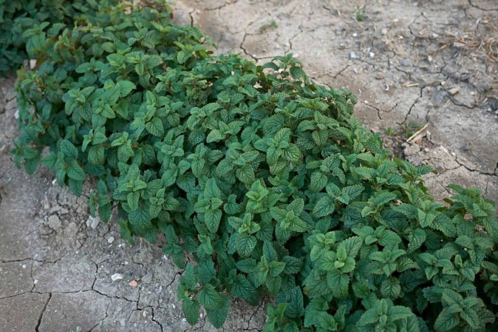 Citrininė melisa: sodinimo vieta ir dirva