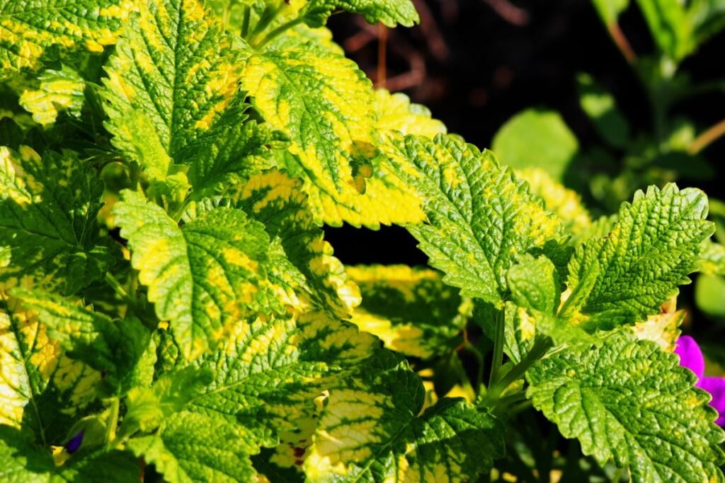 Citrininės melisas auginimas ir priežiūra