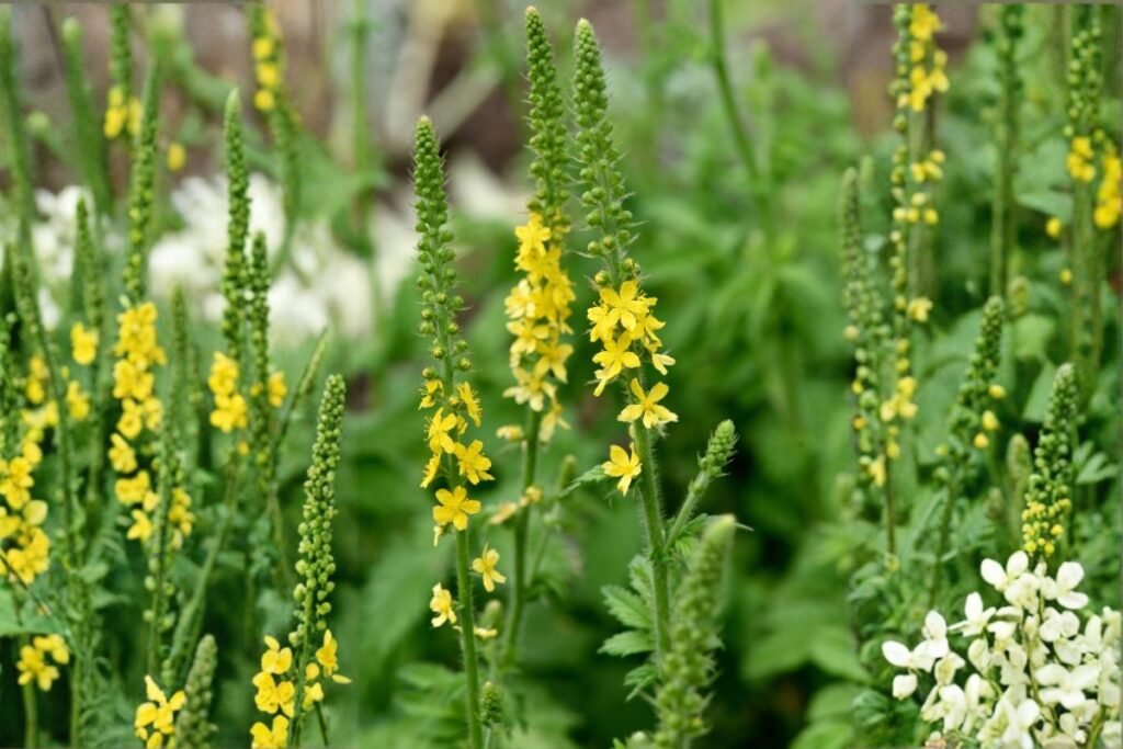 Dirvuolė ir jos auginimas