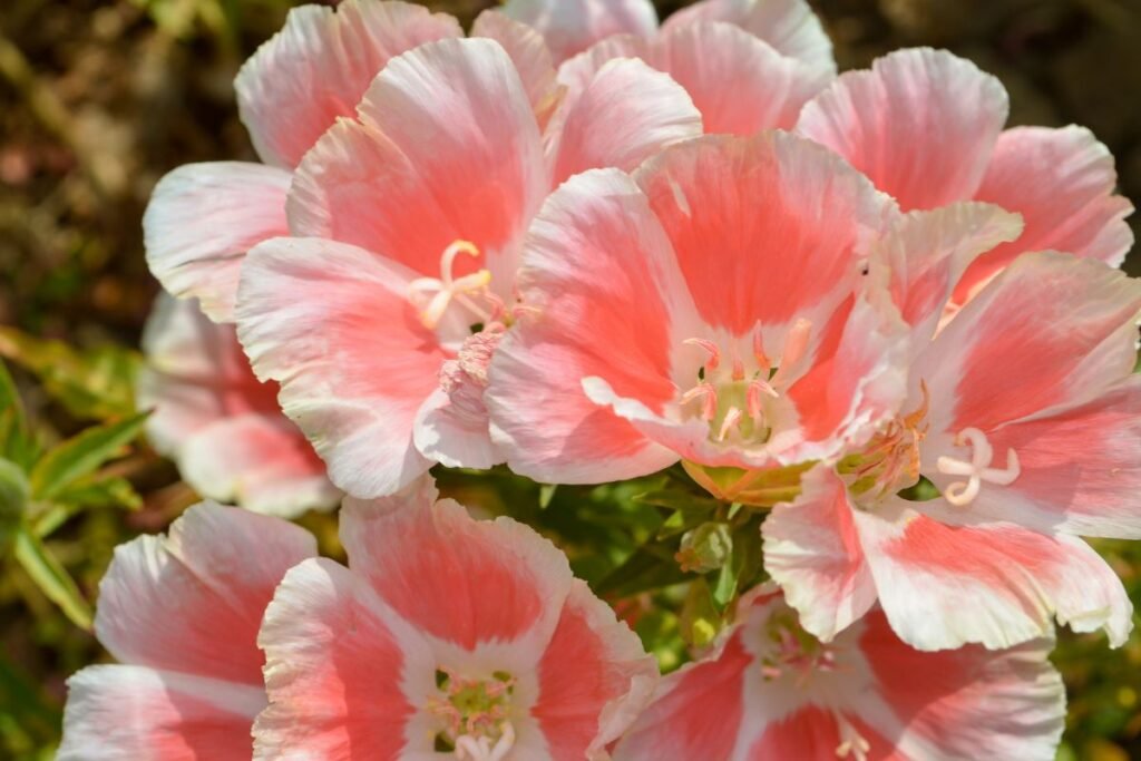 Godecija: sodinimo vieta ir dirva