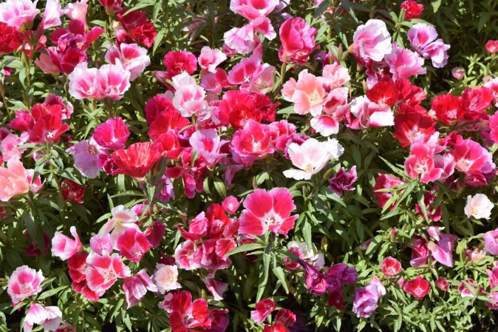 Kaip atrodo godecija