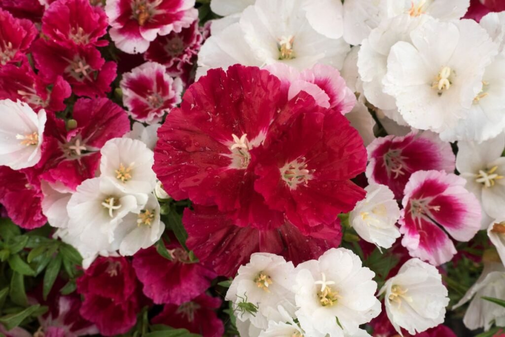 Klarkijos auginimas ir priežiūra