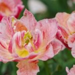 Godecija – šilkiniais žiedais žavinti klarkija. Nustebsite, kokia ji nepretenzinga!