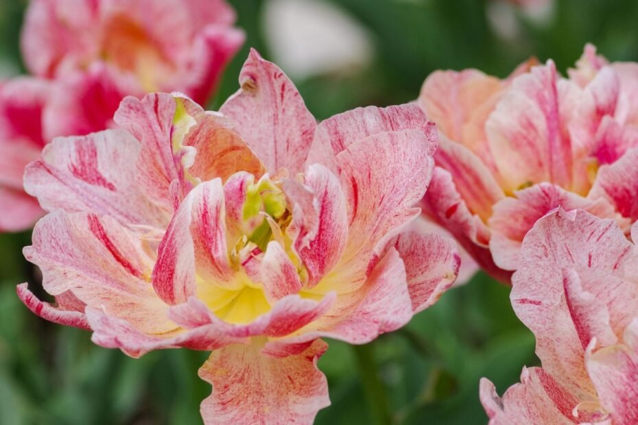 Godecija – šilkiniais žiedais žavinti klarkija. Nustebsite, kokia ji nepretenzinga!