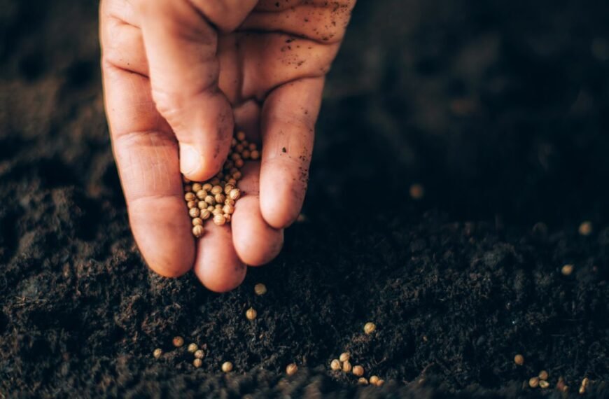 Ką sėti rudenį? Pasirinkimas kur kas didesnis nei manote!
