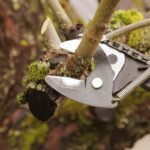 Kada genėti obelis rudenį ir kaip paruošti sodą žiemai?