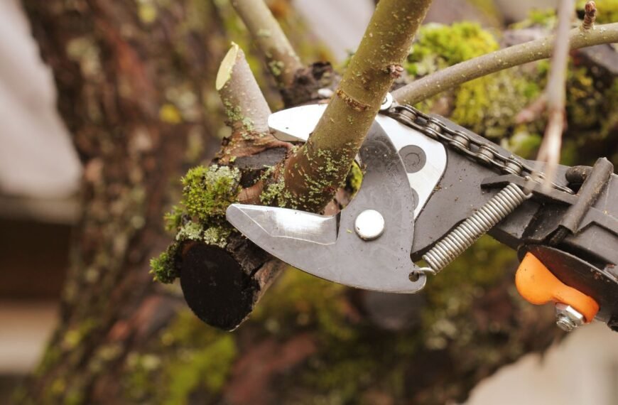 Kada genėti obelis rudenį ir kaip paruošti sodą žiemai?