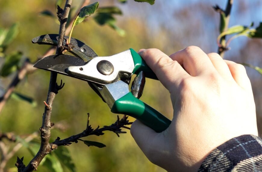 Kada genėti slyvas ir vyšnias: svarbiausios taisyklės kaulavaisiniams vaismedžiams