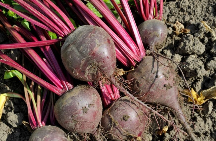 Kada nuimti burokėlius – gairės kokybiškam derliui ir saugiam laikymui