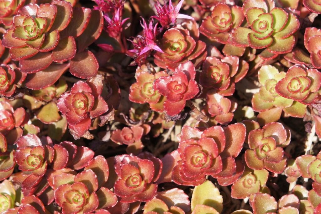 Kaip atrodo kaukazinis šilokas