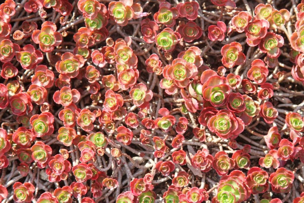 Kaukazinio šiloko auginimas ir priežiūra