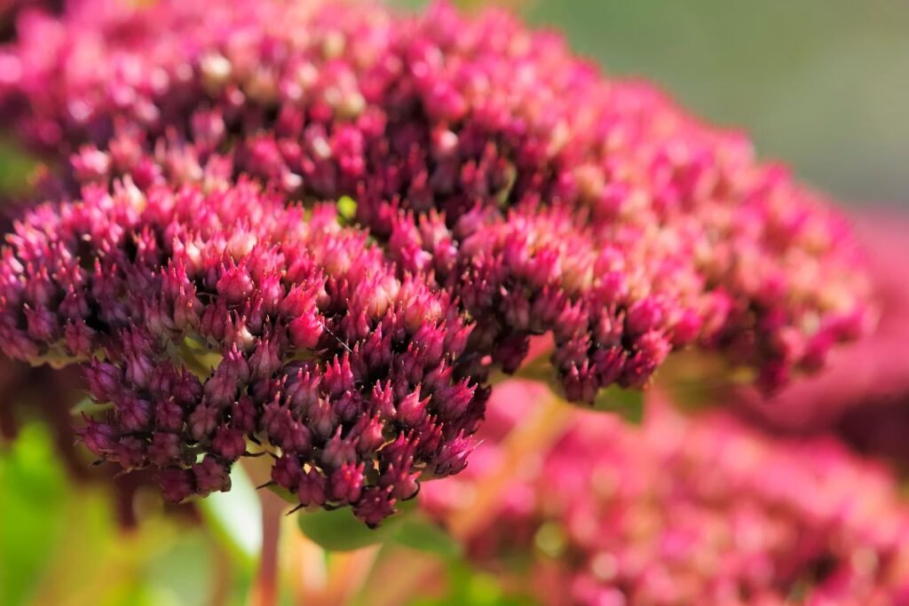 Kaukazinis šilokas: sodinimo vieta ir dirva