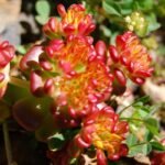 Kaukazinis šilokas – neįtikėtinai atsparus ir visus metus dekoratyvus bei ilgaamžis sodo augalas