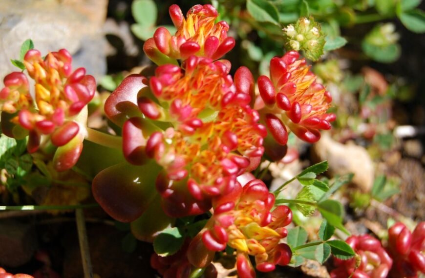 Kaukazinis šilokas – neįtikėtinai atsparus ir visus metus dekoratyvus bei ilgaamžis sodo augalas