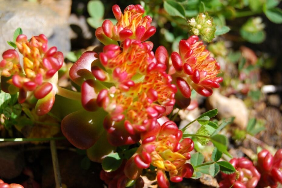 Kaukazinis šilokas – neįtikėtinai atsparus ir visus metus dekoratyvus bei ilgaamžis sodo augalas