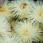 Kininis ratilis – spalvinga vasaros ir rudens puošmena. Kaip auginti, prižiūrėti ir su kuo derinti gėlyne?