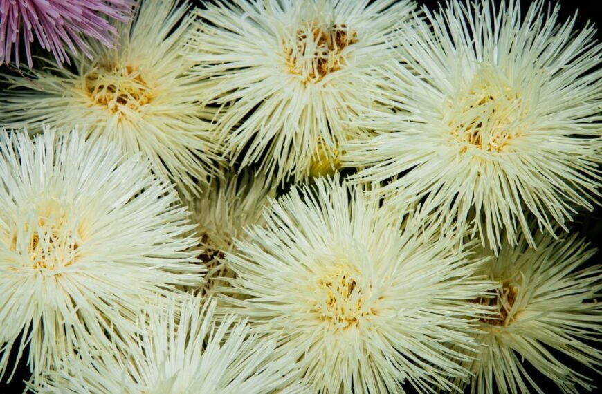 Kininis ratilis – spalvinga vasaros ir rudens puošmena. Kaip auginti, prižiūrėti ir su kuo derinti gėlyne?