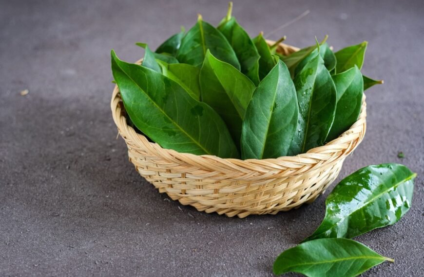 Lauro lapai: nuo senovės simbolio iki magijos ir virtuvės. Ko apie juos dar nežinojote?