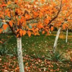 Medžių priežiūra rudenį–žiemą: 9 darbai, kuriuos būtina atlikti dabar