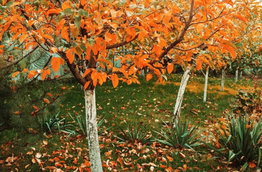 Medžių priežiūra rudenį–žiemą: 9 darbai, kuriuos būtina atlikti dabar