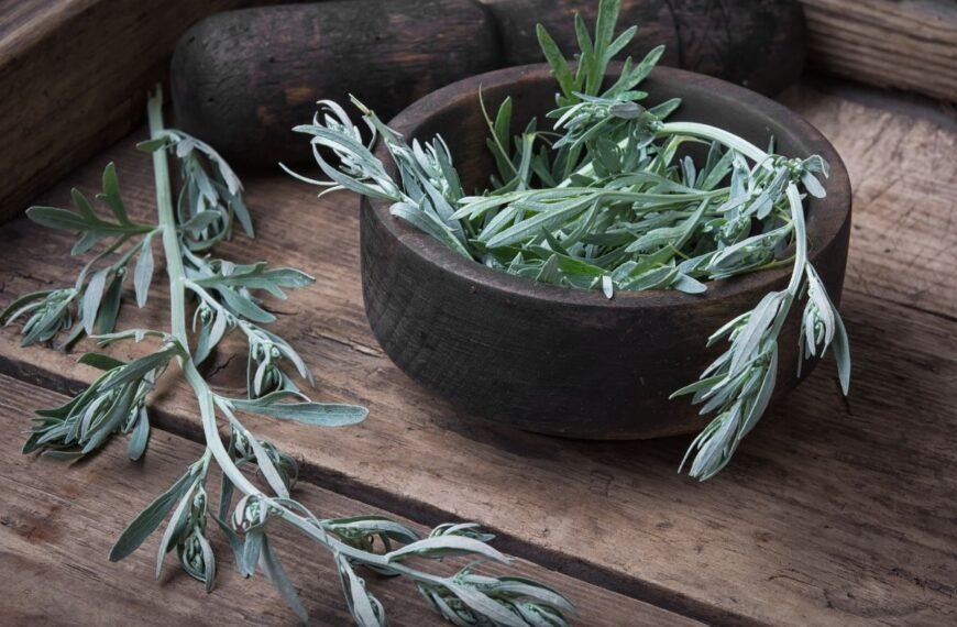 Kartaus likimo žolė su paslaptimi – pelynas: nuo deivės Artemidės iki žaliosios fėjos