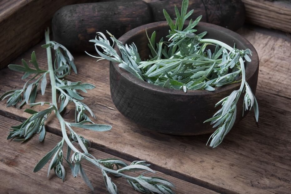 Kartaus likimo žolė su paslaptimi – pelynas: nuo deivės Artemidės iki žaliosios fėjos