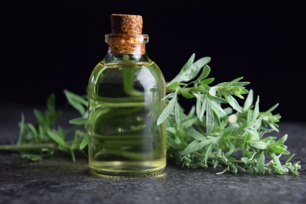 Pelynas – žolė, kuri turi atmintį