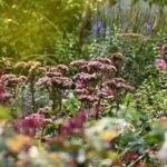 Rudenį žydintys augalai: kaip pratęsti gėlyno grožį iki pat šalnų, o gal net truputį ilgiau?