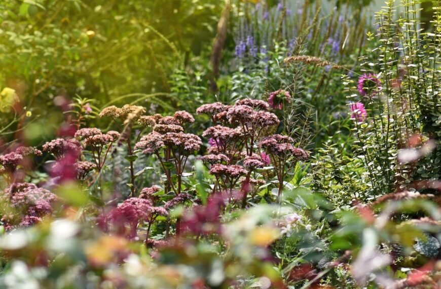 Rudenį žydintys augalai: kaip pratęsti gėlyno grožį iki pat šalnų, o gal net truputį ilgiau?