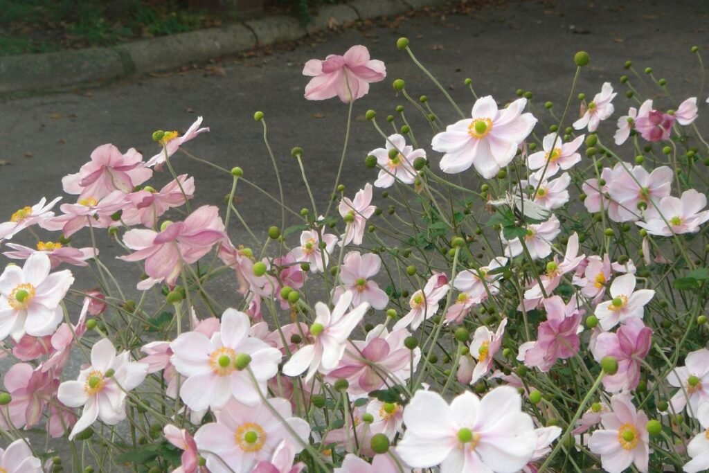 Rudenį žydintys augalai 6 | Derlingas.lt Japoninė plukė – elegancija šešėlyje