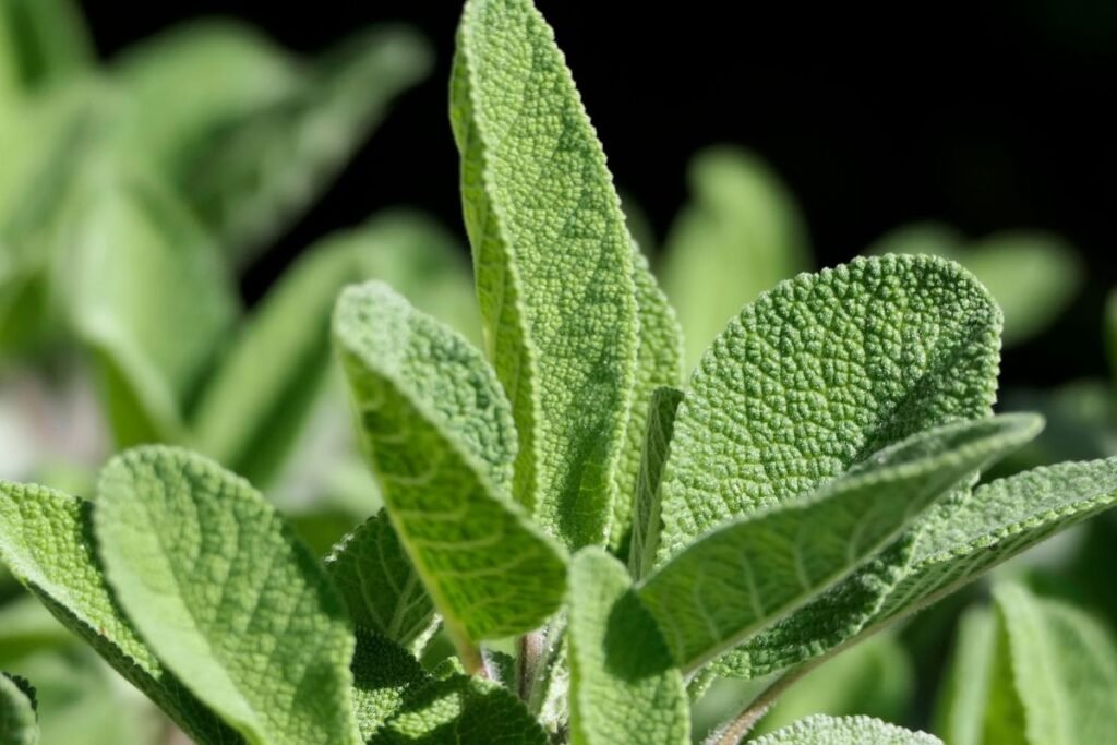 „Kodėl turėtų mirti žmogus, kurio sode auga šalavijas?“