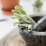 Šalavijas medicinoje – nuo legendos iki modernių atradimų. Mokslininkai patvirtino tai, ką žmonės žinojo prieš 2000 metų