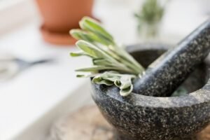 Šalavijas medicinoje – nuo legendos iki modernių atradimų. Mokslininkai patvirtino tai, ką žmonės žinojo prieš 2000 metų