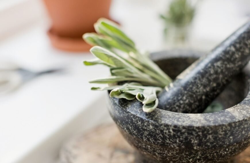 Šalavijas medicinoje – nuo legendos iki modernių atradimų. Mokslininkai patvirtino tai, ką žmonės žinojo prieš 2000 metų