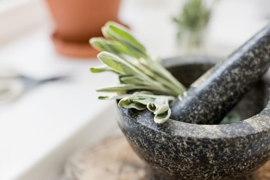 Šalavijas medicinoje – nuo legendos iki modernių atradimų. Mokslininkai patvirtino tai, ką žmonės žinojo prieš 2000 metų