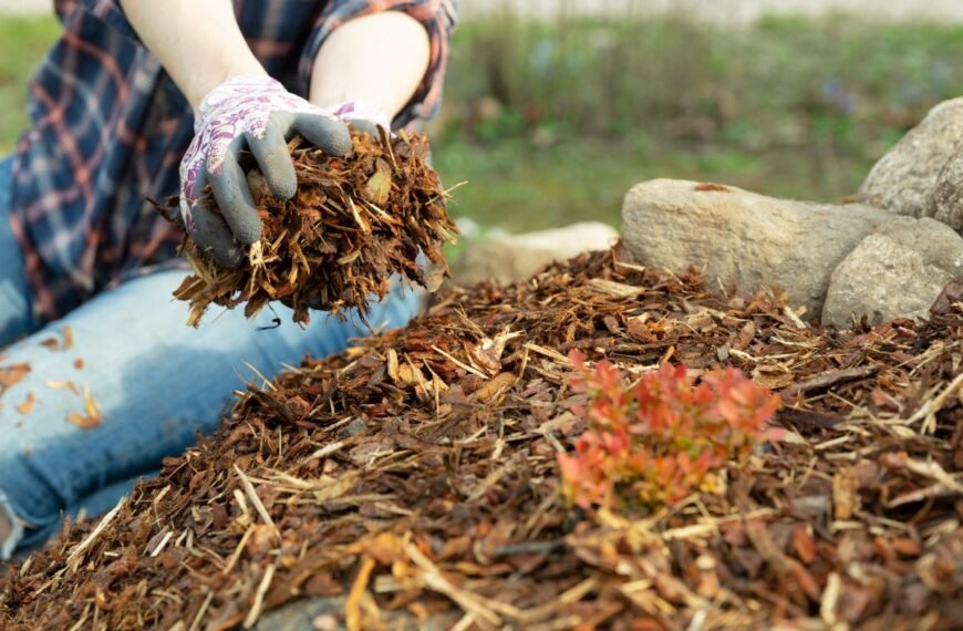 Šilauogių mulčiavimas: kaip paruošti krūmus žiemai ir pagerinti derlių?