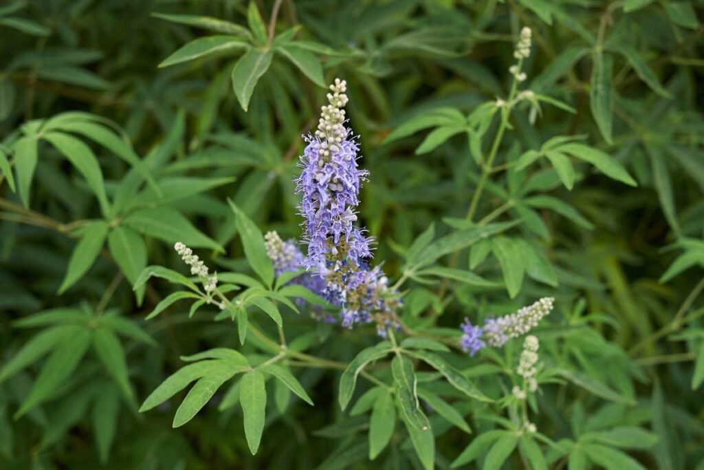 Skaistmino ligos ir kenkėjai