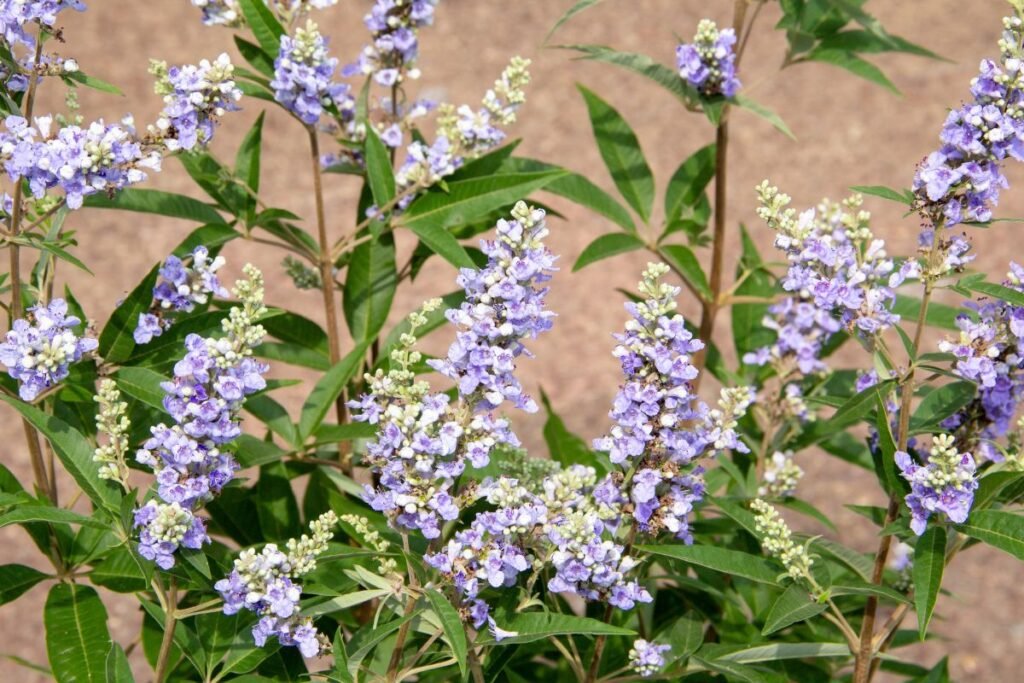 Kaip sodinamas ir dauginamas skaistminas