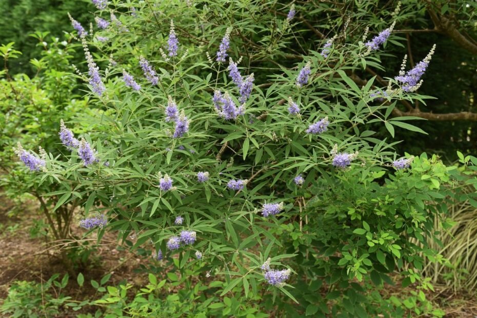 Skaistminas – gydomasis augalas jūsų sode. Kaip auginti, prižiūrėti ir panaudoti sveikatai?