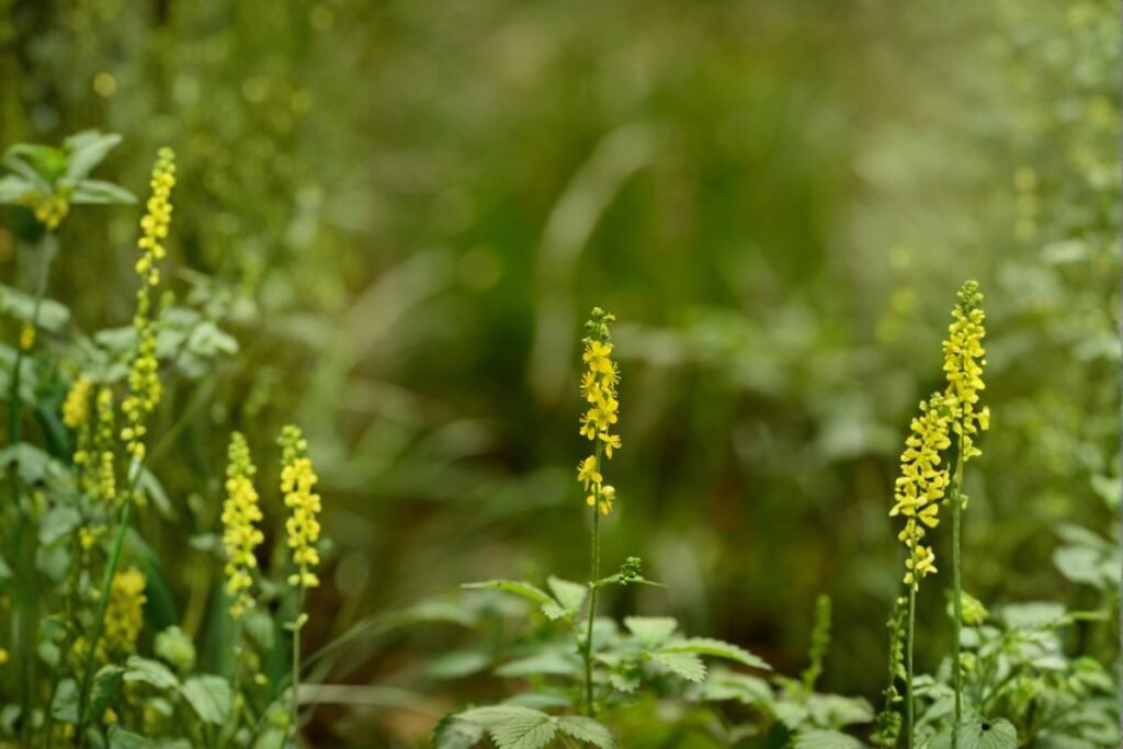 Stačioji dirvuolė (Agrimonia pilosa)