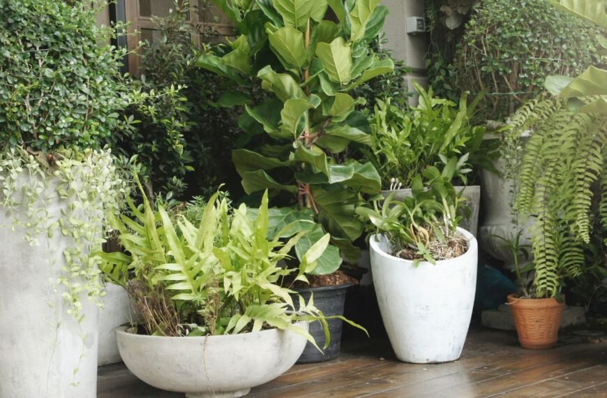 Termo vazonai – šiuolaikiškas sprendimas augalams žiemoti lauke. Kuriems augalams pravers?