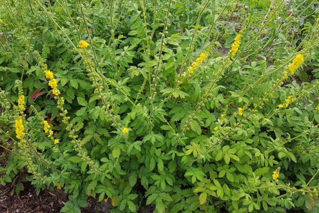Vaistinė dirvuolė (Agrimonia eupatoria)