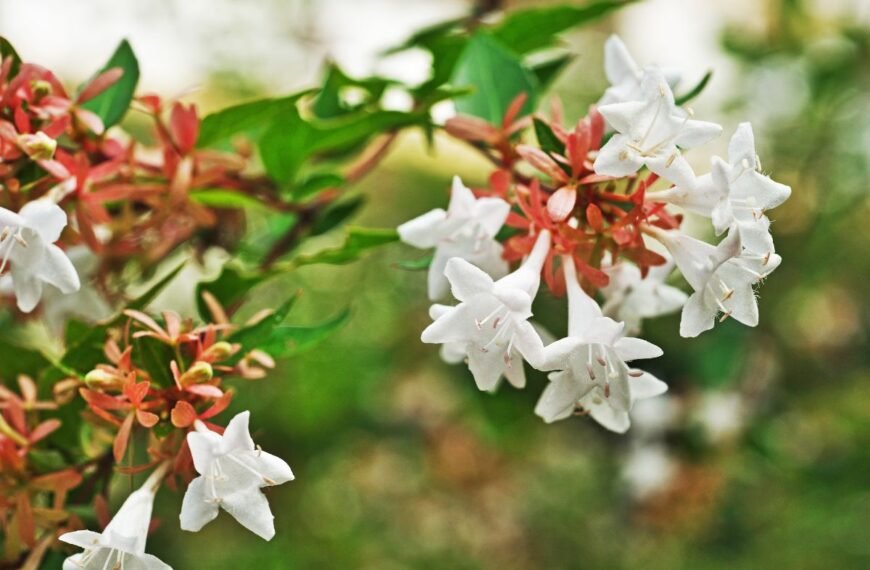 Abelija – kvapus ir dekoratyvus krūmas, papuošiantis sodą visais metų laikais