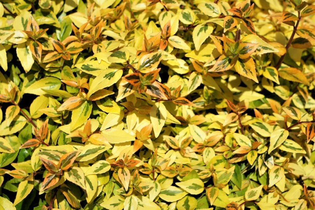 Kvapusis vytmenys: dauginimas