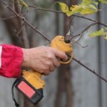 Akumuliatorinis sekatorius – technologija, keičianti sodininko darbą. Ar tai būtinas įrankis sode?