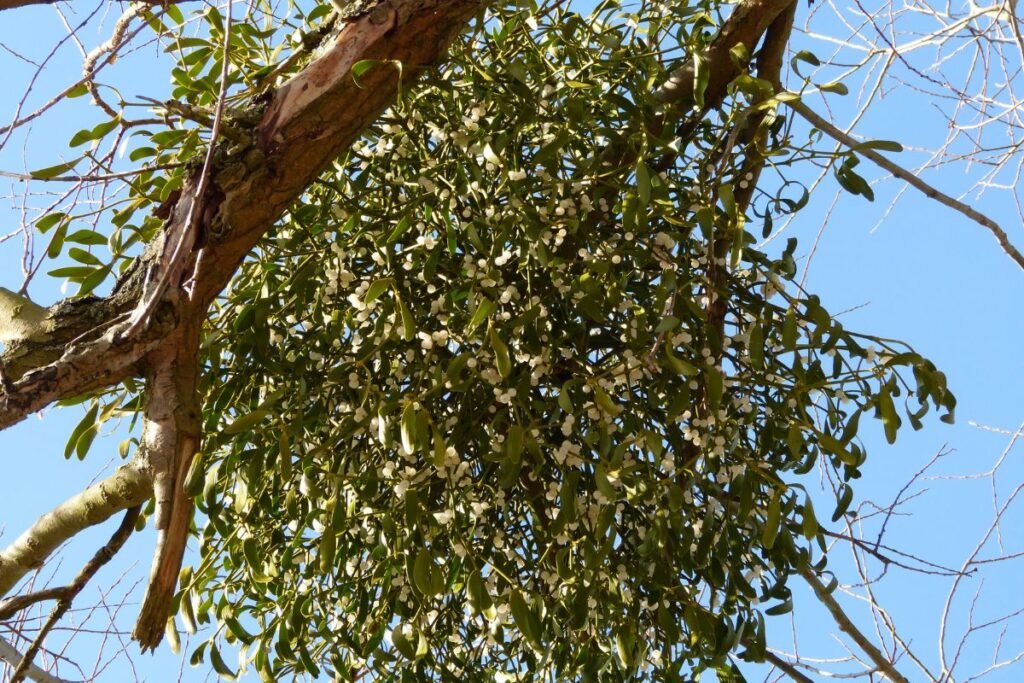 Amalas – Dievo dovanotas augalas, niekad nelietęs žemės