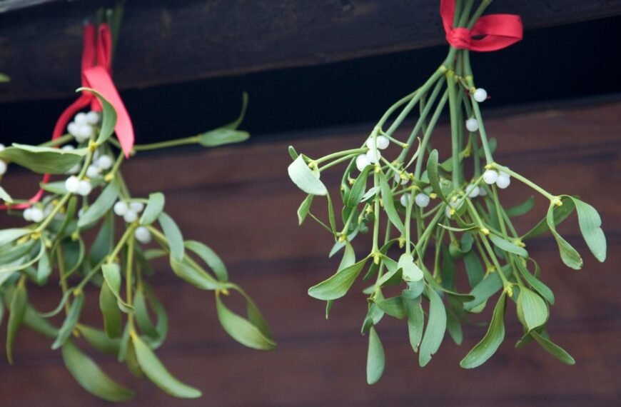 Amalas – augalas tarp gyvenimo ir mirties. Kokias legendas slepia laumės šluota?