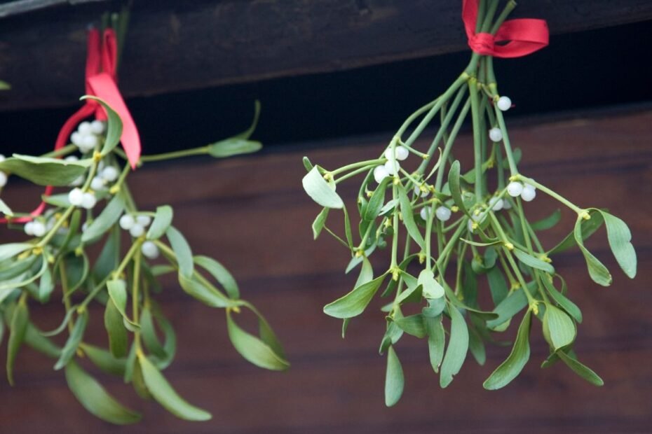 Amalas – augalas tarp gyvenimo ir mirties. Kokias legendas slepia laumės šluota?