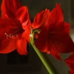 Amarilis – gėlė, kuri kalbėdavo su mirusiais, o jos žieduose slypi dykumų magija