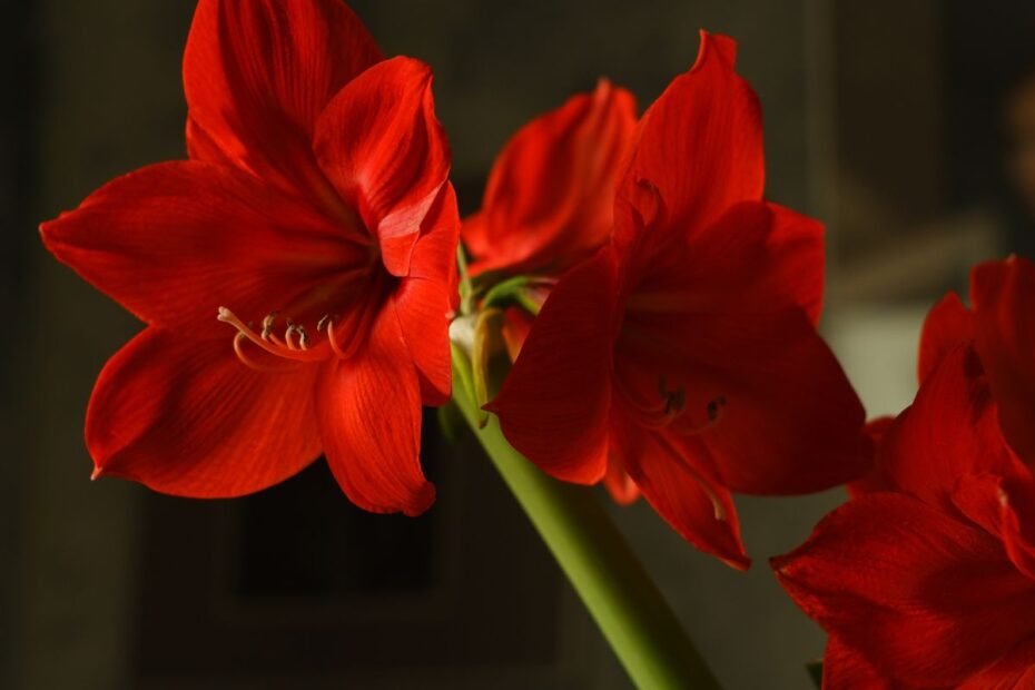 Amarilis 1 | Derlingas.lt Amarilis – gėlė, kuri kalbėdavo su mirusiais, o jos žieduose slypi dykumų magija